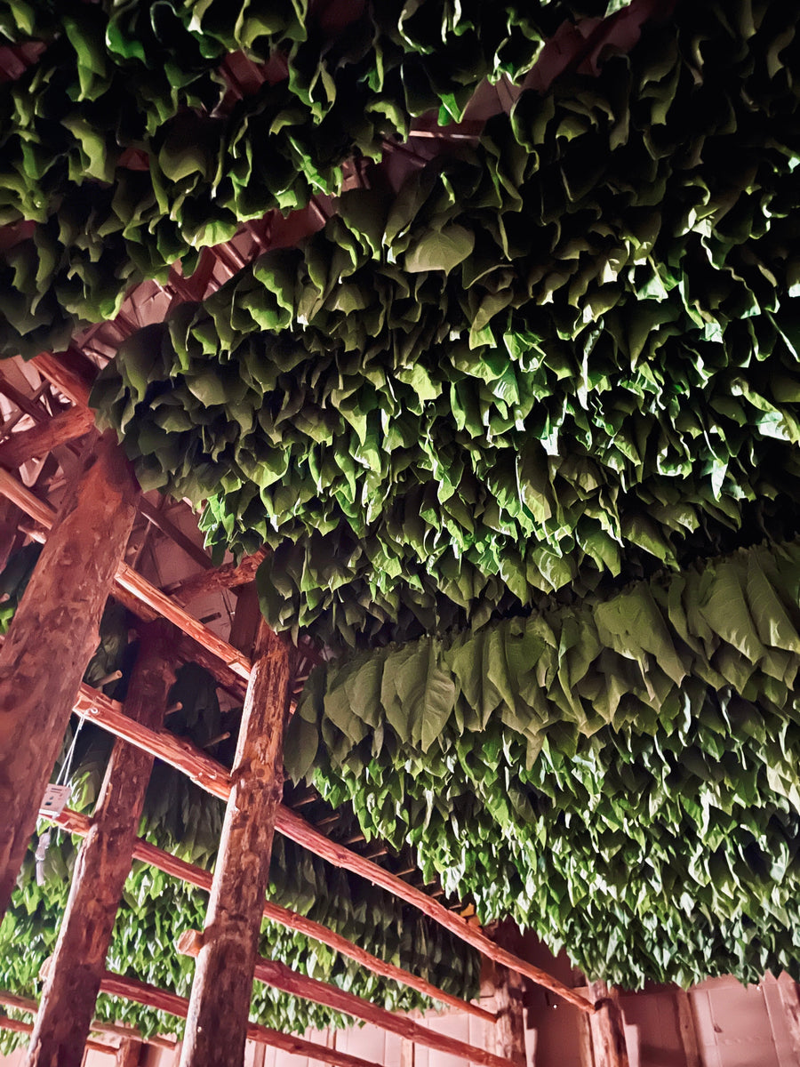 How Tobacco Is Cured