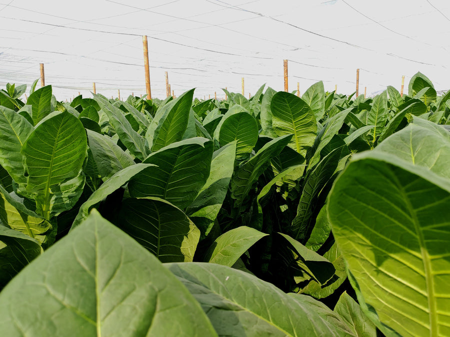 How Tobacco Is Grown
