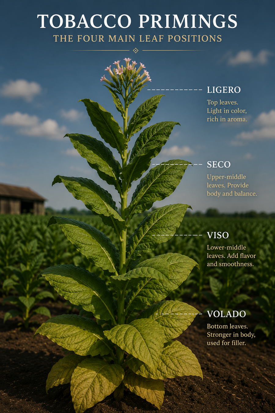 Understanding Tobacco Primings: Volado, Seco, Viso, and Ligero